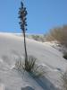PICTURES/Roswell & White Sands/t_Big Dune - Plant3.JPG
